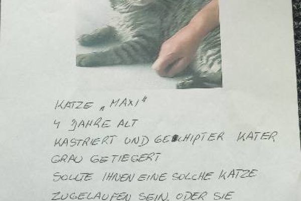 Vermisste Katze