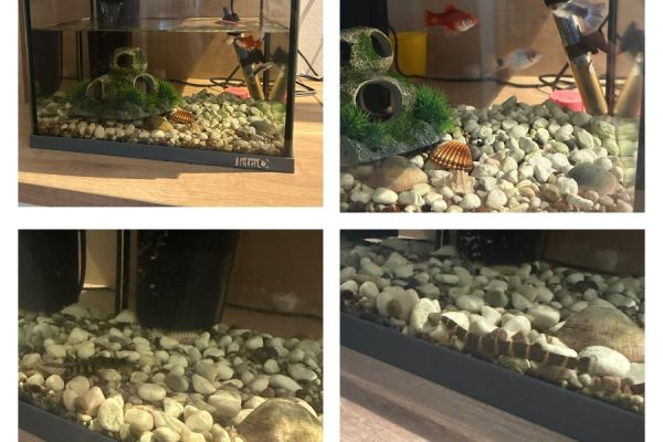 Aquarium zu verschenken
