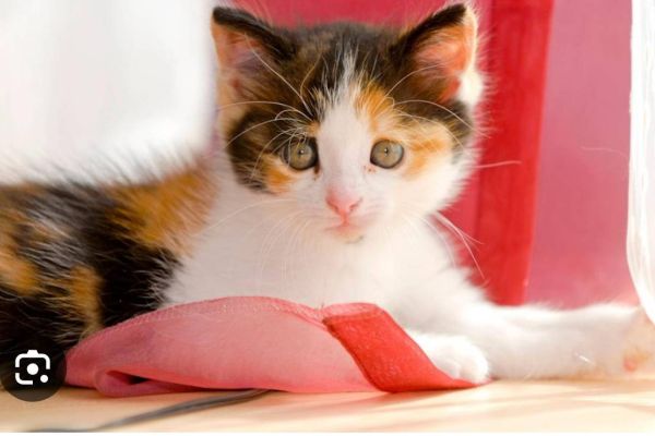 Hallo suchen ein dreifärbiges Langhaar Kitten.