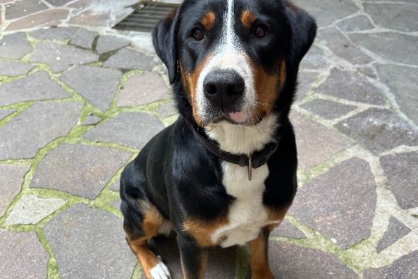 Lieber Berner Sennenhund 3 Jahre