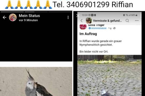 Suche meinen Nymphensittich Balbo, er ist in Riffian entflogen