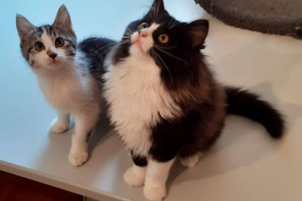 2 junge Katzen