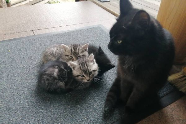 Katzenfamilie