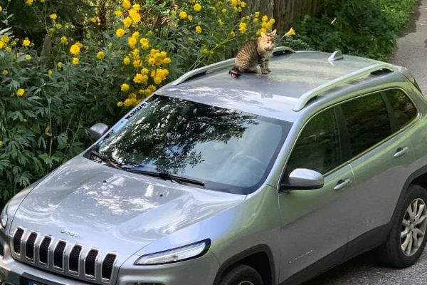 JEEP Cherokee limited zu verkaufen
