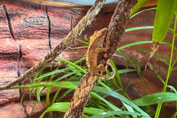 2 Baby Crested Geckos ( 4 Wochen alt)