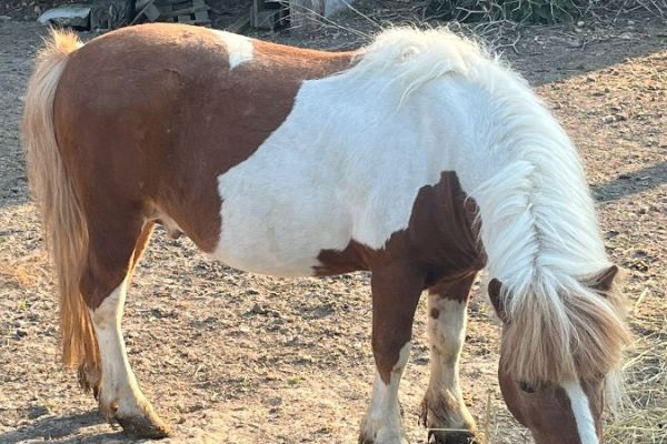 Ponyhengst