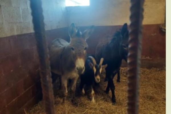 Verkaufe 2 Eselstuten mit Ziegenbock