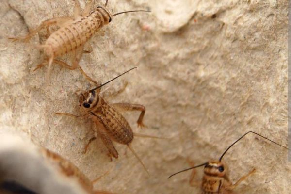 Heimchen Grilli Acheta domestica