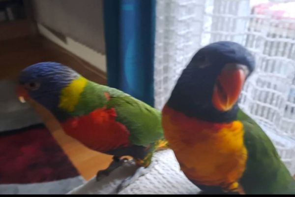 Suche Regenbogenlori, männlich Raum Eisaktal
