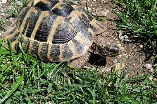 griechische Landschildkröte