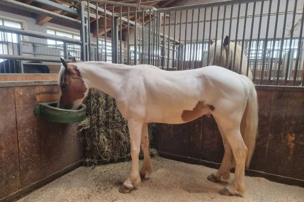 Reitbeteiligung mit Verkaufsoption