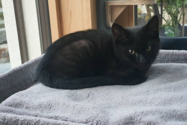 Babykatze sucht liebes Zuhause