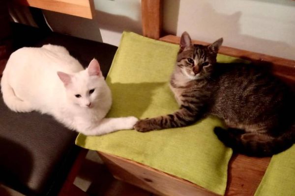 Geschwister Kater