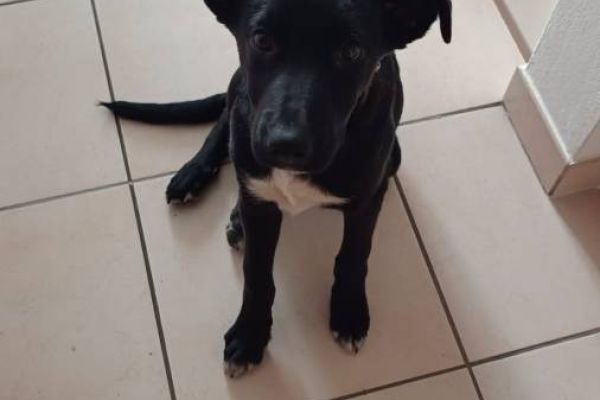 Hundewelpe sucht liebevolles Zuhause
