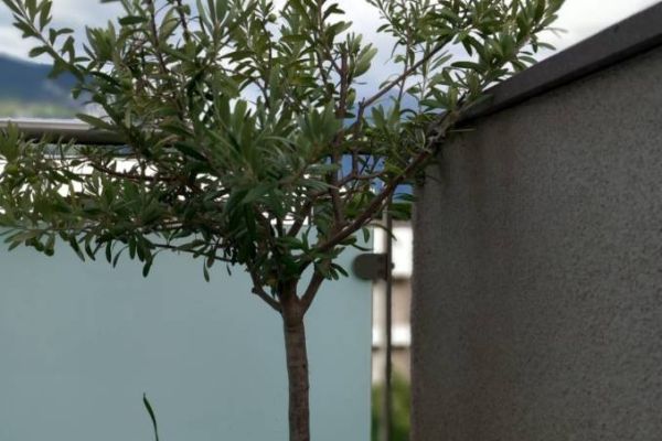 Olivenbaum zu verkaufen