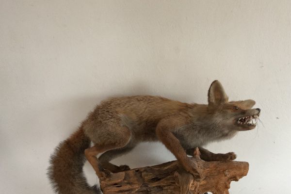 Ausgestopfter Fuchs