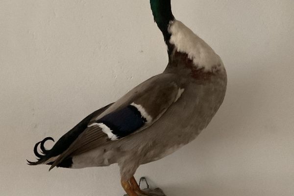 Ausgestopfte Ente