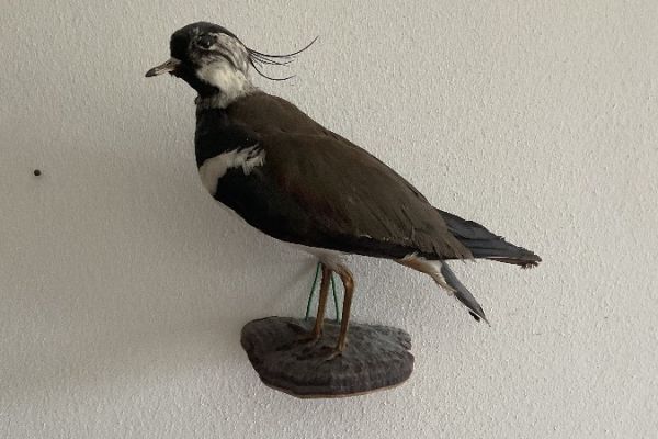 Präparierter Vogel
