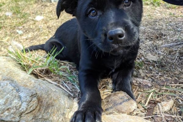 Hunde zu verkaufen