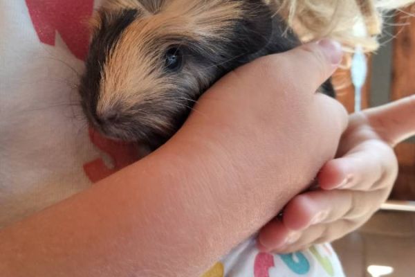 2 Meerschweinchenbabys zu verkaufen