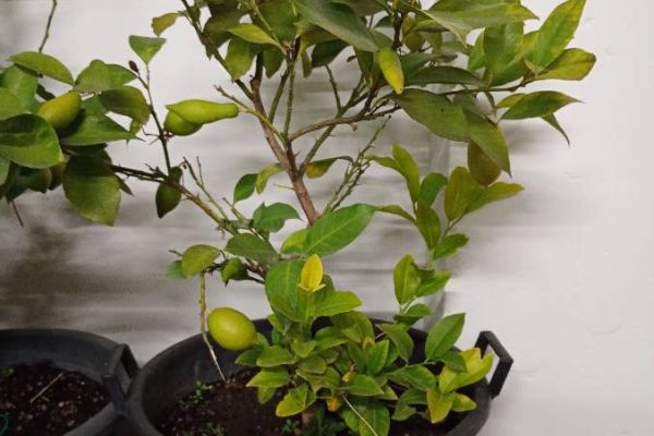 Zitronenbaum zu verkaufen