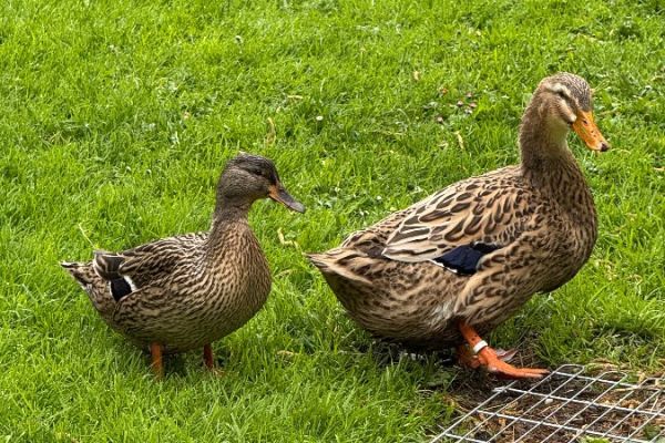Enten zu verschenken