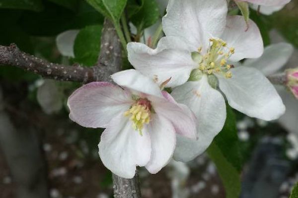 biete Obstwiese
