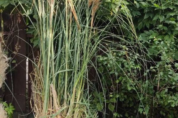 Erba della Pampas (Cortaderia selloana)