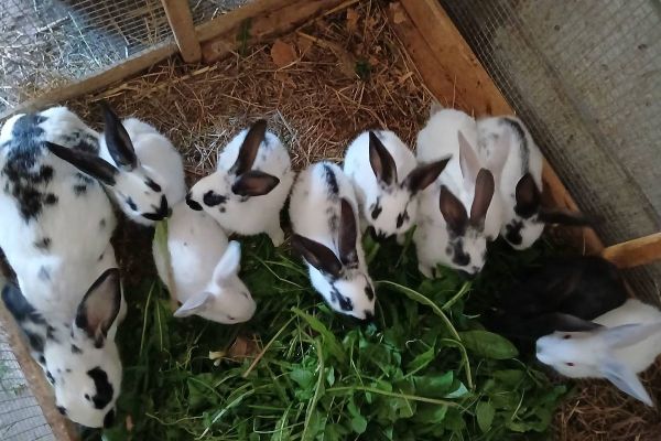 Kaninchen 10€