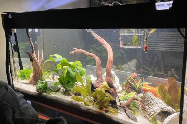 180 L Aquarium mit Unterschrank & Außenfilter – kompletter Besatz