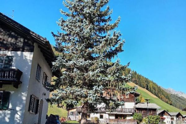 Tanne oder Fichte als Christbaum