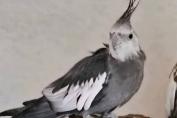 Nymphensittichhahn Grau weiss