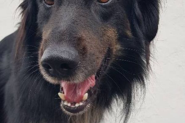 Mischlingshund abzugeben