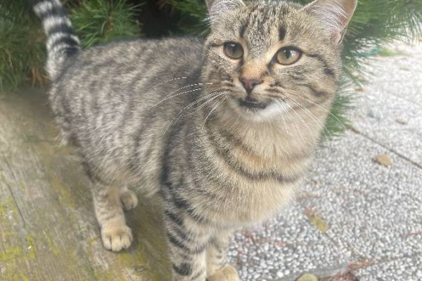 Mäusefänger zu verschenken