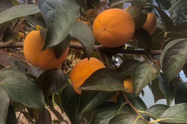 Kaki  und Kaki-Mela ausgezeichnete Qualität zu verkaufen