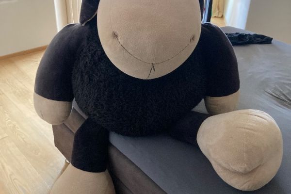 Teddy abzugeben