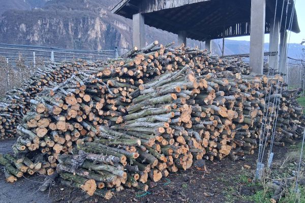 Verkaufe Apfelbaumholz