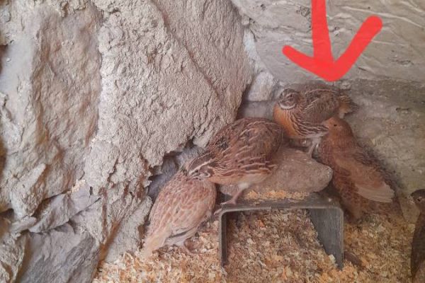 Wachtelhan herzugeben aus naturbrut.von letztem herbst..2025