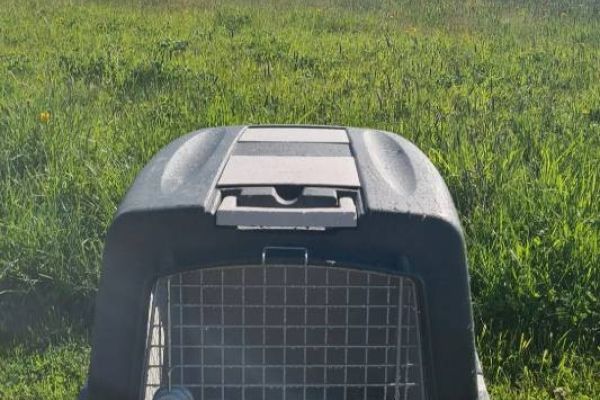 Transportbox Hund
