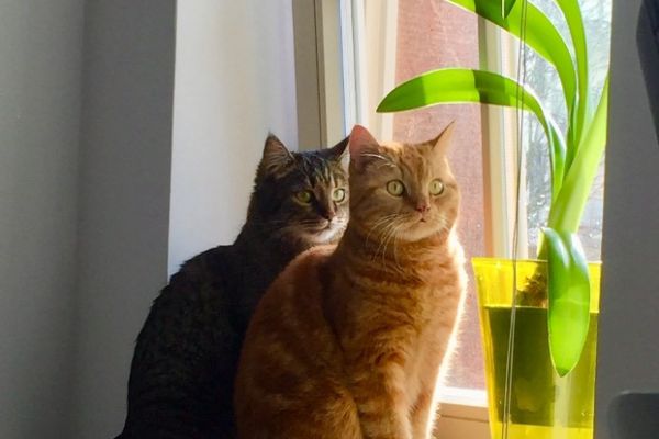 Betreue ihre Katze/Kater