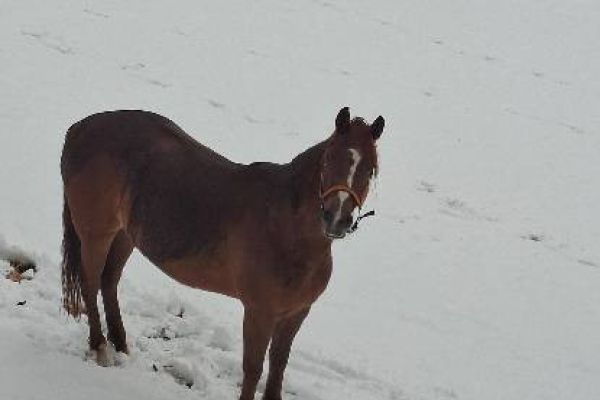 Sehr schöne Araberstute 6 jahre alt an erfahrene Reiter zu verkaufen