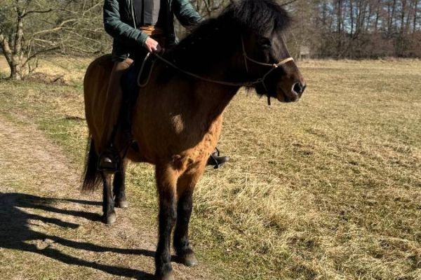Ausreiten Western/Horsemanship für Urlaub (1h rund um Bruneck) gesucht