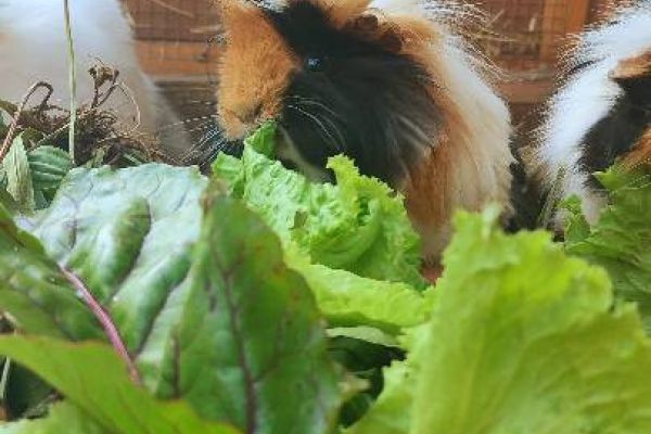 2 Meerschweinchen zu verkaufen