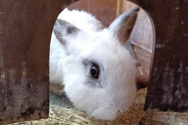 Holländer Kaninchen
