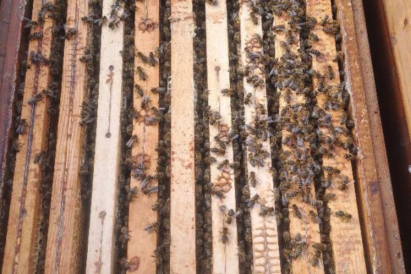 Bienenvölker zu verkaufen.