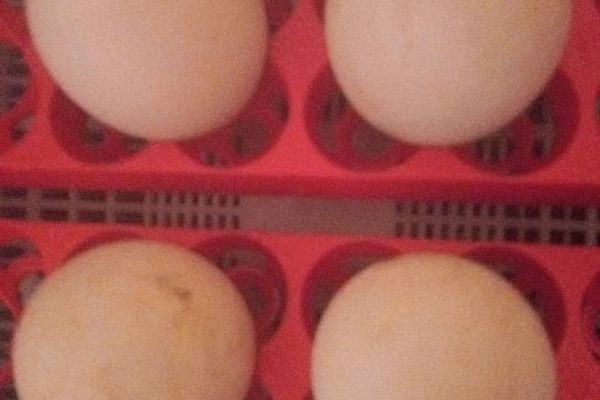 Kleine laufenten suchen warmen Stall