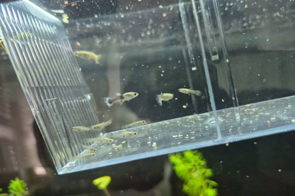 Guppy weibchen