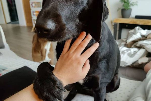 Liebevolles Zuhause gesucht