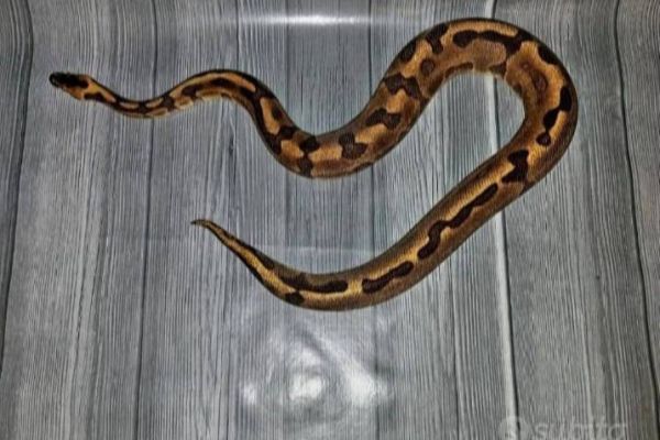 Königspython Schlange