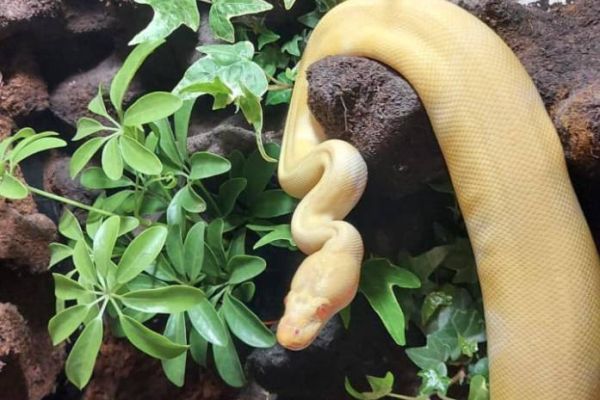 Königspython Schlange